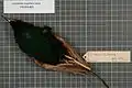 Male Magnificent bird-of-paradise specimen.