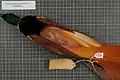 Male Raggiana bird-of-paradise, subspecies augustaevictoriae, specimen.
