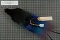 Male Blue bird-of-paradise specimen.