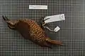 Female Paradise riflebird specimen.