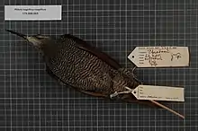 Female Magnificent riflebird specimen.