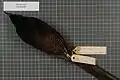 Female Ribbon-tailed astrapia specimen.