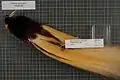 Specimen of a male Greater Bird-of-paradise