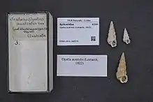 Opalia australis shells