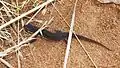 Smooth newt, Lissotriton vulgaris