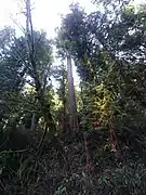 Lower Loop Trail