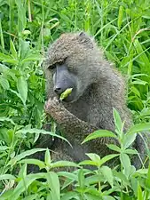 Olive baboon