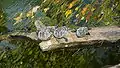 Red-eared sliders