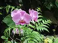 Phalaenopsis