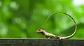 Image 63The oriental garden lizard, eastern garden lizard or changeable lizard (Calotes versicolor) is an agamid lizard found widely distributed in Asia. The pictured specimen was photographed at National Botanical Gardens, Dhaka.Photo Credit: Azim Khan Ronnie