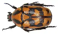 Pachnoda interrupta
