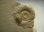 Perisphinctes with aptychi from the Solnhofen limestone