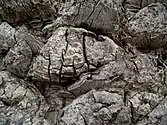 Bark.