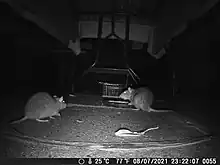 kiu rat