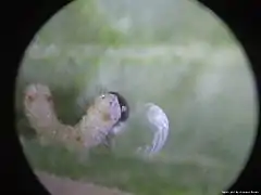 Larva eating its own eggshell