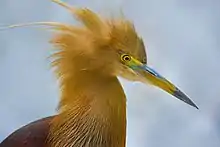 Image 68Pond herons are herons, typically 40–50 cm (16–20 in) long with an 80–100 cm (31–39 in) wingspan, which mostly breed in the tropical Old World. The photo shows a heron at Bangabandhu Sheikh Mujib Safari Park.Photo Credit: Abdul Momin