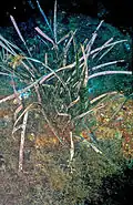 "Posidonia oceanica and habitat"