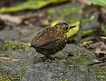 At Gunung Gede Pangrango National Park, West Java, Indonesia