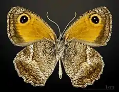 Male underside