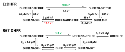 Reaction Kinetics comparison between E. coli DHFR（EcDHFR） and R67 DHFR