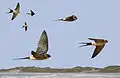 ID composite