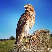 Red-shouldered hawk at the Avian Reconditioning Center, Florida