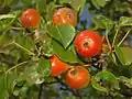 Fruits Pyrus pyraster