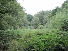 Rowley Green Common, Arkley