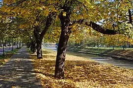 Vilsonovo Šetalište (Wilson's Promenade) along the Miljacka