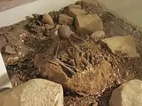 Skeletons from Nahal Oren (Miriam Stekelis Museum of Prehistory, Haifa)