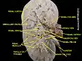 Renal artery