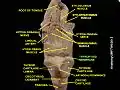 Thyrohyoid membrane