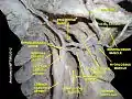 Facial artery