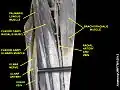 Ulnar veins