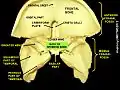 Body of sphenoid bone