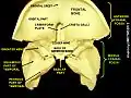 Middle cranial fossa