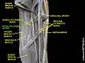 Radial collateral artery