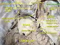 Maxillary nerve