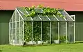 Image 4A small greenhouse with grapevines (Vitis vinifera) escaping from the roof hatch, In Gåseberg, Lysekil Municipality, Sweden