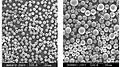 The SiO2 powder spheroidised by induction plasma (air plasma), output 15~20 kg/h