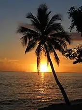 Image 20The palm is the symbol most associated with Caribbean identity. (from Culture of the Caribbean)