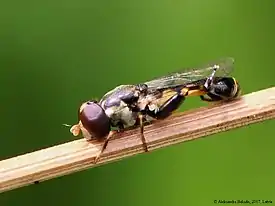 Syritta pipiens actual size .mw-parser-output .frac{white-space:nowrap}.mw-parser-output .frac .num,.mw-parser-output .frac .den{font-size:80%;line-height:0;vertical-align:super}.mw-parser-output .frac .den{vertical-align:sub}.mw-parser-output .sr-only{border:0;clip:rect(0,0,0,0);clip-path:polygon(0px 0px,0px 0px,0px 0px);height:1px;margin:-1px;overflow:hidden;padding:0;position:absolute;width:1px}6.5–9.5 mm (1⁄4–3⁄8 in)