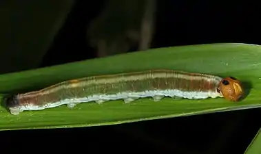 Larva (lateral view)