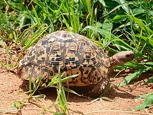 Tortoise, Tarangire National Park (2015)