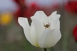 White specimen (lake Manych-Gudilo).