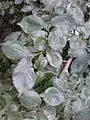 Leaves of same