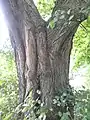 Bark