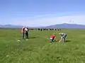 Vegetation survey