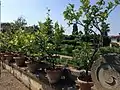 A row of dwarf lemon trees in the gardens of the VIlla di Castello.