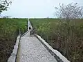 Walking path to Tortuga Bay (almost at the beach).